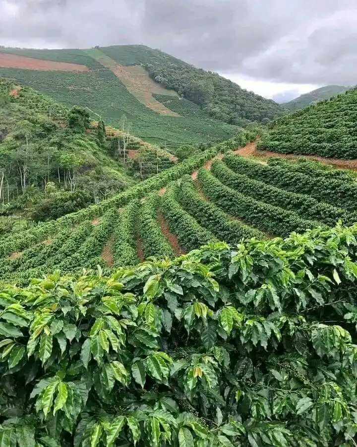 Cultivado nas Alturas